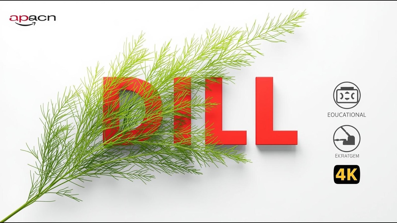 Dill Explained: The Ancient Herb That Shapes Flavor, Digestion, and Culture