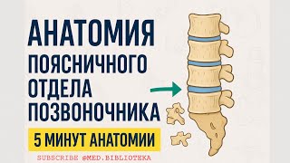 Поясничный отдел позвоночника | 5 минут анатомии