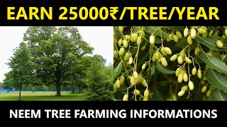 Neem Tree Farming | Agricultural and Health Benefits of Neem Tree