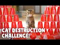 Cat Obstacle Destruction Challenge! | Kittisaurus