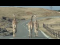 どなたのお尻?サイとキリンの出勤