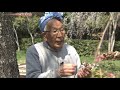 NHK Japanology Plus  Cherry Trees