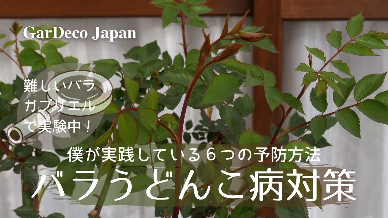 実験中 僕が実践しているバラのうどんこ病６つの予防方法 無農薬 Youtube