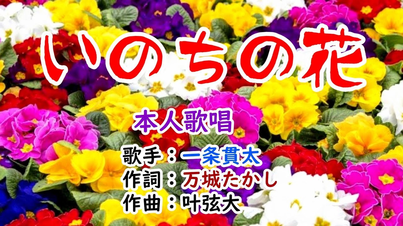 🩵歌✨一条貫太🌻「いのちの花」🍀（本人歌唱）🔴HD 1080p60