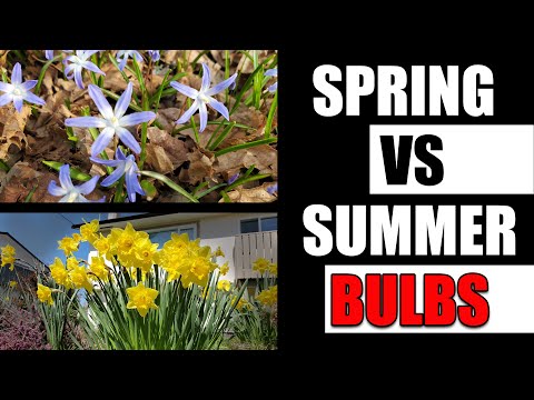 Video: Pestovanie cibuľovín v tieni – jarné a letné cibuľky pre záhradníctvo v tieni