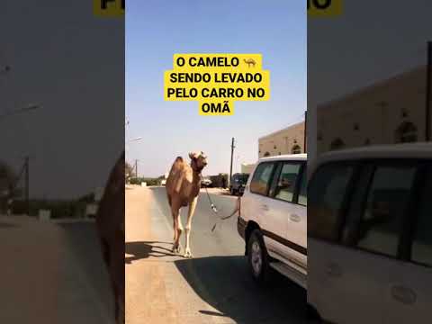 Vídeo: Nar - camelo para homem e deserto