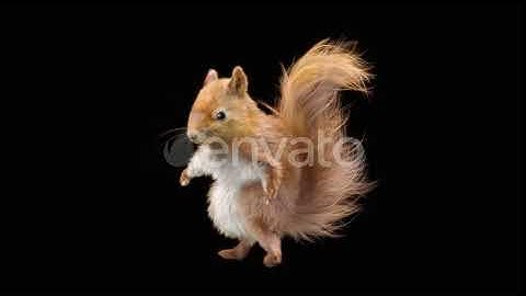 Squirrel | Motion Graphics - Videohive template