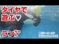 タイヤで遊ぶ♡ランちゃん【2022年11月14日】Orcas at Kamogawa Sea World in Japan