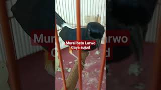 murai batu larwo | gaya sujud | #shorts murai batu larwo | gaya sujud | #shorts