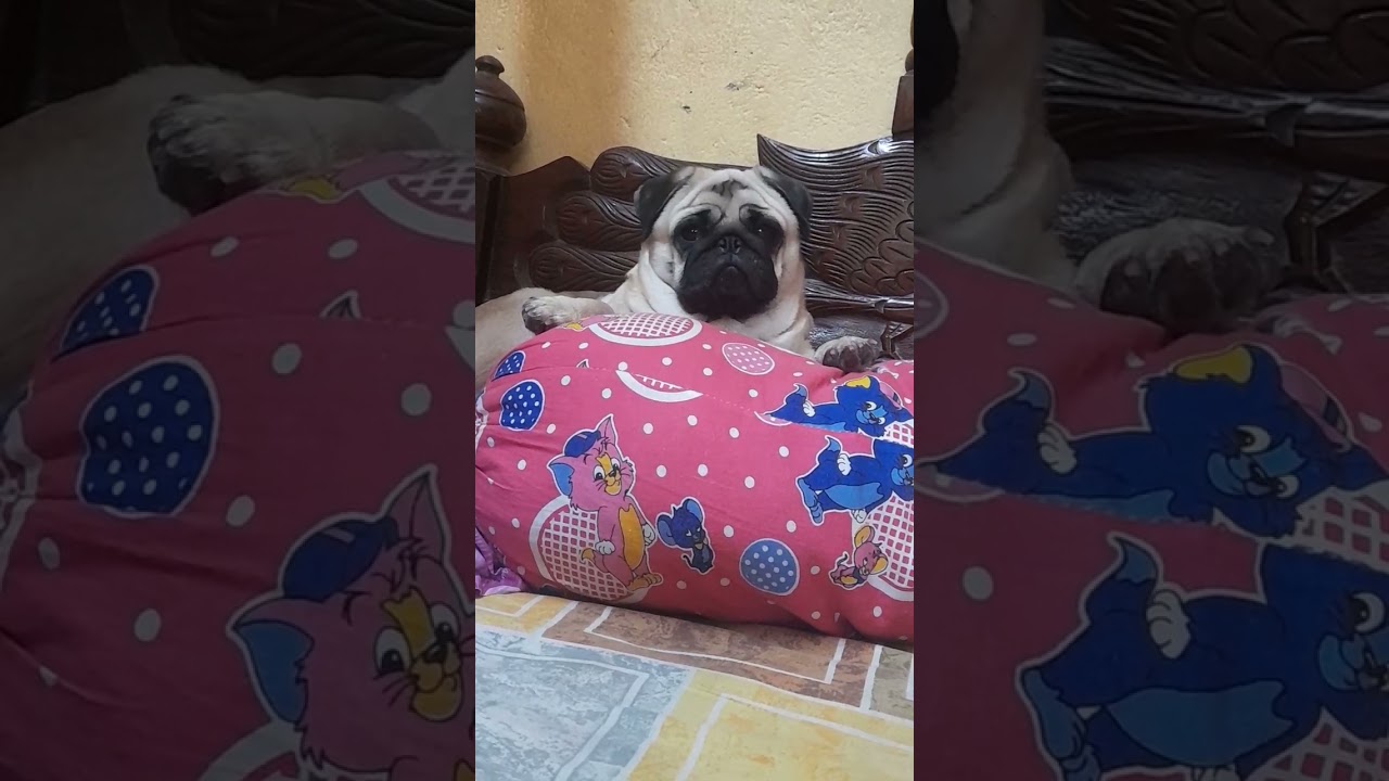 when she wants more attention ☺️☺️