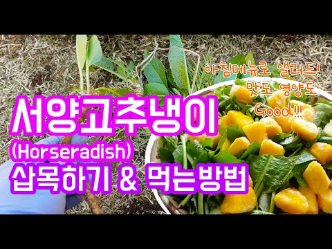 서양고추냉이(Horseradish) 삽목하기 & 먹는방법 (텃밭수확물로 샐러드 만들어먹기)