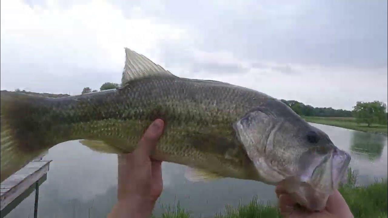 good four or five pound bass YouTube