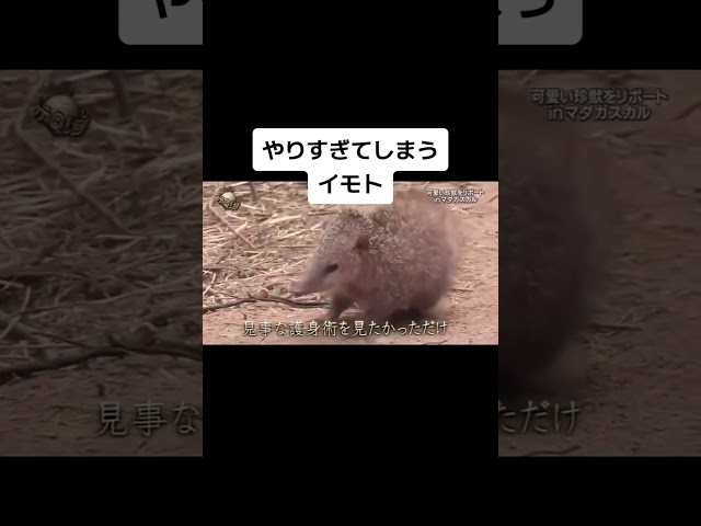 Qチューブ 中岡 バケツ いたずら OPのいたずら編がおもしろい！