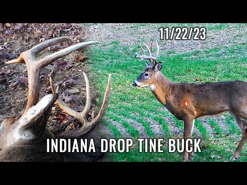 Indiana Drop Tine Buck Falls, 3 Shooters In The Field | East #hunting #bowhunting