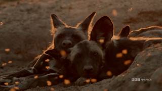 Painted Wolves: Stay Out Of The Water | Dynasties Saturday January 19 at 9pm | BBC America