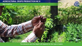 Bark Grafting from TESDA Online Program (TOP)