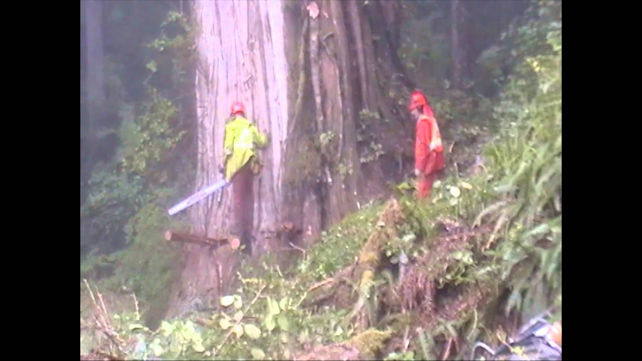 Canadian West Coast Falling