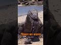 THE CRAZIEST ANIMALS FACTS😱/jaanvaro Facts/ Jaanvaro Tathya/ #animalfacts #facts #shorts