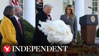 Live: Trump hosts annual Thanksgiving Turkey presentation