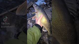 Thanks, BIG MOMMA! #catchandrelease #walleyefishing #walleye