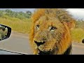 When 3 Huge Lions Surround Tiny Car