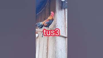 Qaib dib noob qaib qus pom2