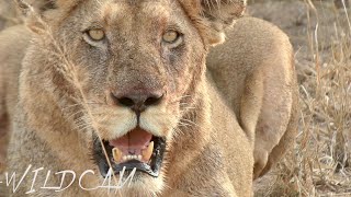 Insane Audio of the Mayanbula Pride of Lions on a Kill | Follow Up of the Vuyela Brothers Ep 176