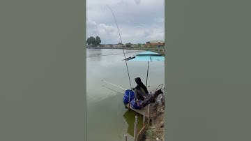 Câu đài hồ bán tự nhiên đụng hàng Khủng bo phê #fishing #caucathugian #caudai #cuoccauca #moicauca