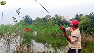 😱  Snakehead Attack in River! | Dangerous Fish Hunting Moments 🎣🔥