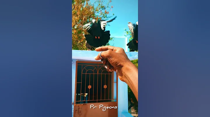 😍🤍🖤Nanbiye nanbiye ❤️‍🔥 | pigeon love | fancy pigeon | Muski | #pigeon #fancypigeon #shorts - DayDayNews