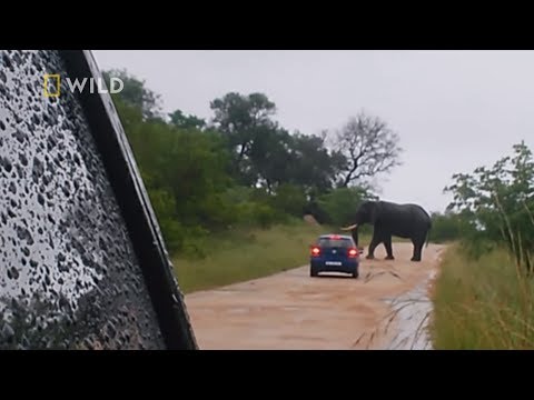 Wideo: Gdzie zabija się słonie?