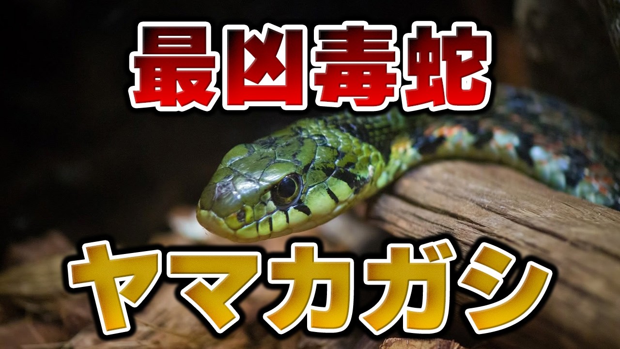 【国内最強】日本一強い毒を持つ毒ヘビ「ヤマカガシ」とはどんな生き物なのか【ゆっくり解説】 - YouTube