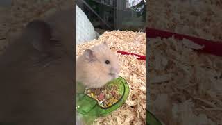 Cute Long Hair Syrian Hamster