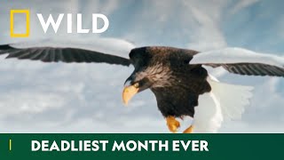 Meet Some Of The World’s Deadliest Animals | Deadliest Month Ever | National Geographic Wild UK