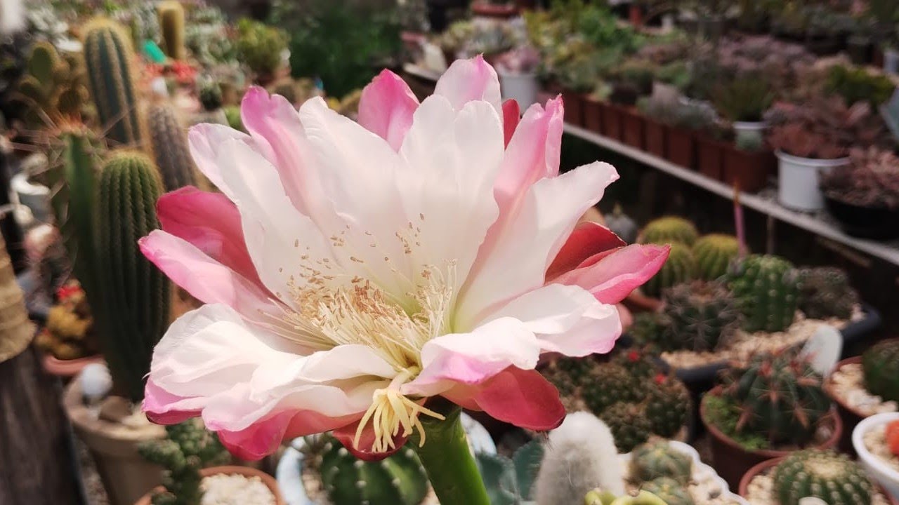 CACTOS FLORIDOS 🌵🌵❤️😍 CACTO PARAFUSO