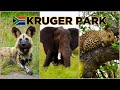 Kruger park south africa  ultimate guide with the big five  all animals