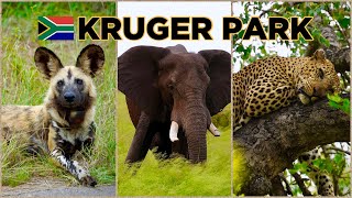 KRUGER PARK, South Africa  ULTIMATE Guide with the BIG FIVE & ALL Animals