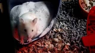 Hamster Enjoying His First Sandbath - My Own Little Planet