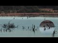 Seeadler rudert mit Gans | Tister Bauernmoor