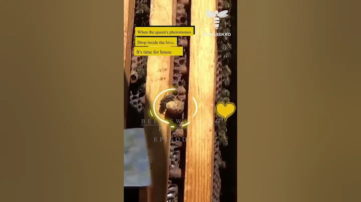 Bees Swarming Instinct:Episode 12-When queen pheromone drop bees will build swarming cells #onequeen