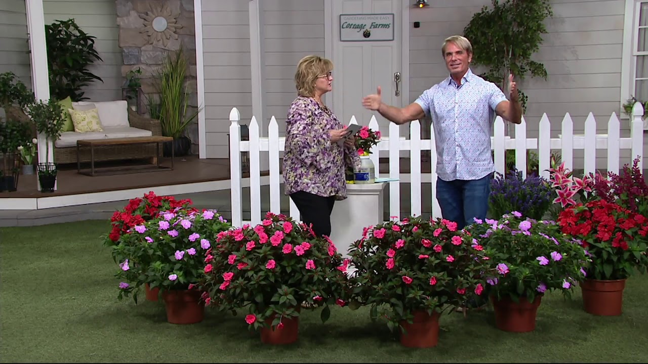 Cottage Farms 6 Piece Color Jubilee Sunpatiens On Qvc Youtube