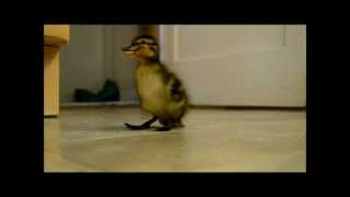 Cute Duckling Follows Man