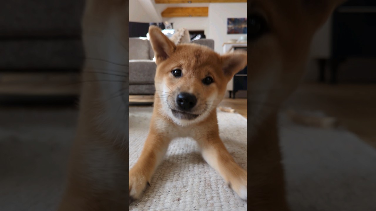 Shiba Barking Sounds