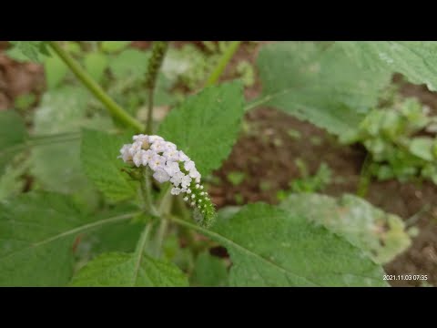 Video: Info Bunga Heliotrope - Cara Menanam Heliotrope Dan Perawatan Heliotrope