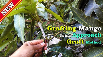 Grafting Mango Tree Using Approach Graft Method by Grafting Examples