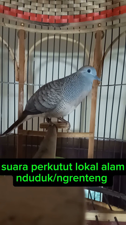suara perkutut lokal alam nduduk/ngrenteng #perkututlokal #perkututkediri  #perkutut #burung