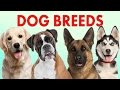 Breeds of Dogs - Part 1 - Learn Different Types of Dogs | Dog Breeds 101