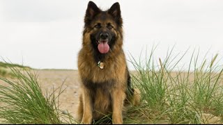 10 Dogs Like German Shepherd