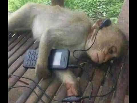 monkey listening to music monkey listening to music