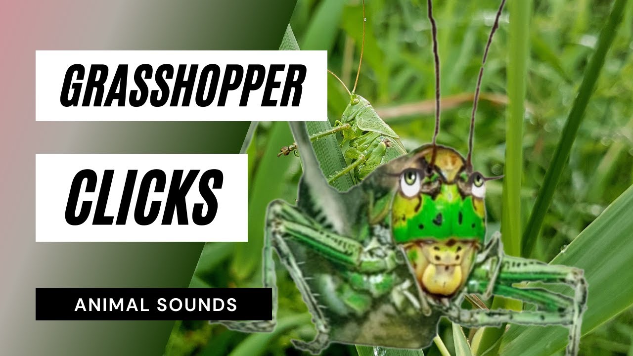 The Animal Sounds Grasshopper Clicks Sound Effect Animation YouTube